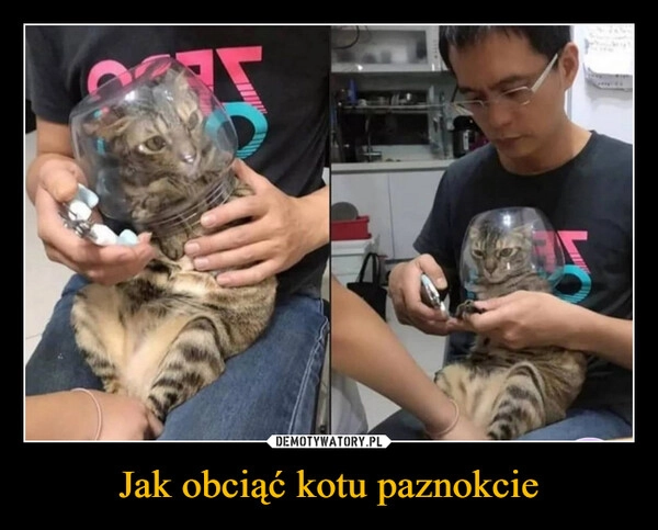 
    Jak obciąć kotu paznokcie