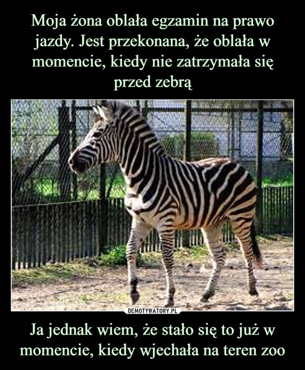 
    
Moja żona oblała egzamin na prawo jazdy. Jest przekonana, że oblała w momencie, kiedy nie zatrzymała się przed zebrą Ja jednak wiem, że stało się to już w momencie, kiedy wjechała na teren zoo 