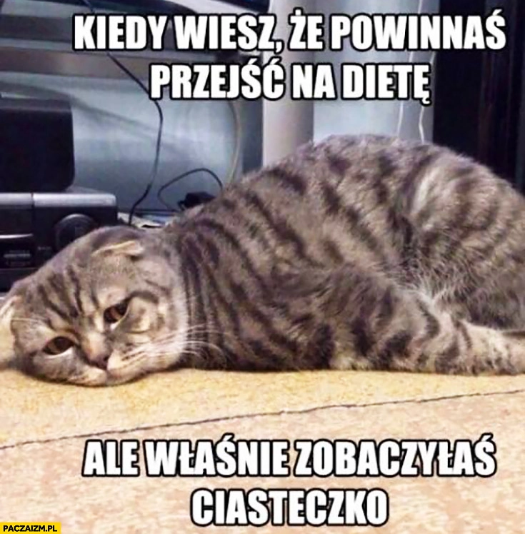 
    Kiedy wiesz, że powinnaś przejść na dietę, ale właśnie zobaczyłaś ciasteczko smutny kot