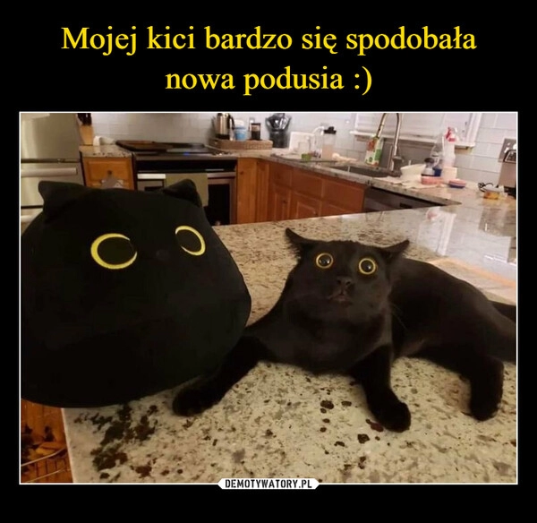 
    Mojej kici bardzo się spodobała nowa podusia :)