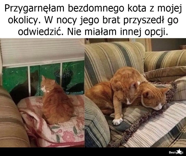 
    Koci pakiet 