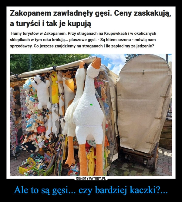 
    Ale to są gęsi... czy bardziej kaczki?...