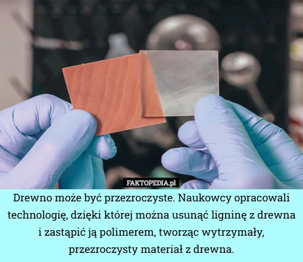 
    Drewno może być przezroczyste. Naukowcy opracowali technologię, dzięki której