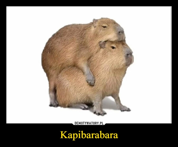 
    Kapibarabara