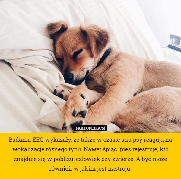 
    Badania EEG wykazały, że także w czasie snu psy reagują na wokalizacje różnego