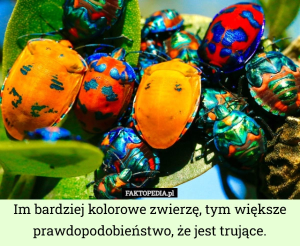 
    Im bardziej kolorowe zwierzę, tym większe prawdopodobieństwo, że jest trujące.