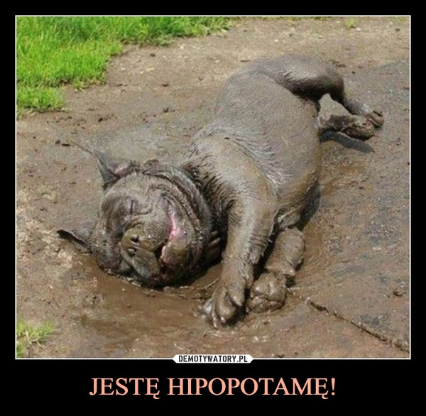 
    JESTĘ HIPOPOTAMĘ!