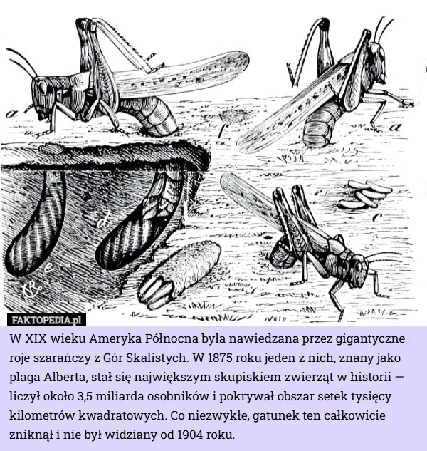 
    W XIX wieku Ameryka Północna była nawiedzana przez gigantyczne roje szarańczy