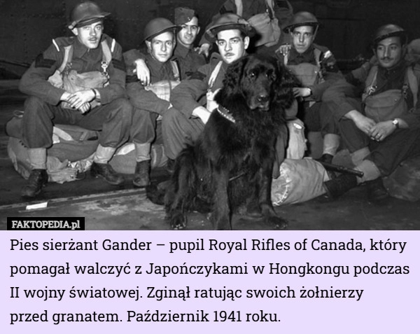 
    Pies sierżant Gander – pupil Royal Rifles of Canada, który pomagał walczyć...