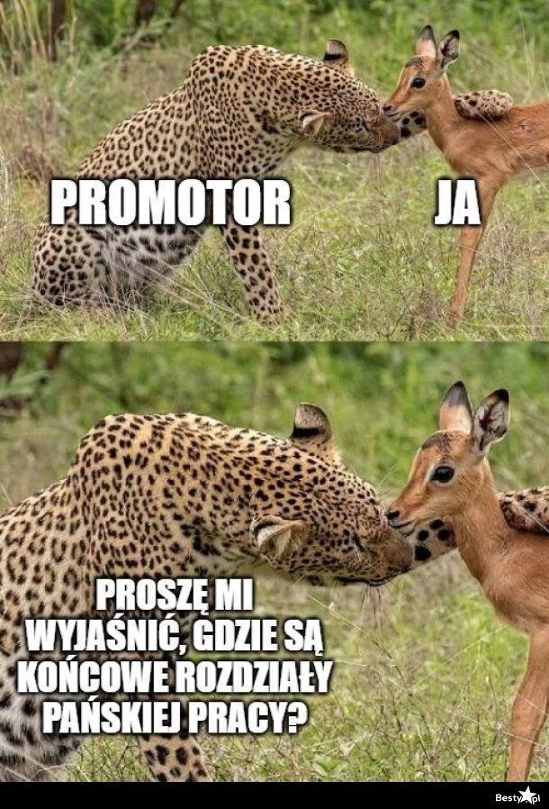 
    Promotor 