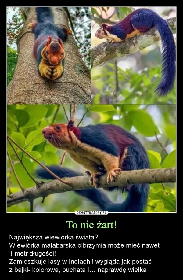 
    To nie żart!