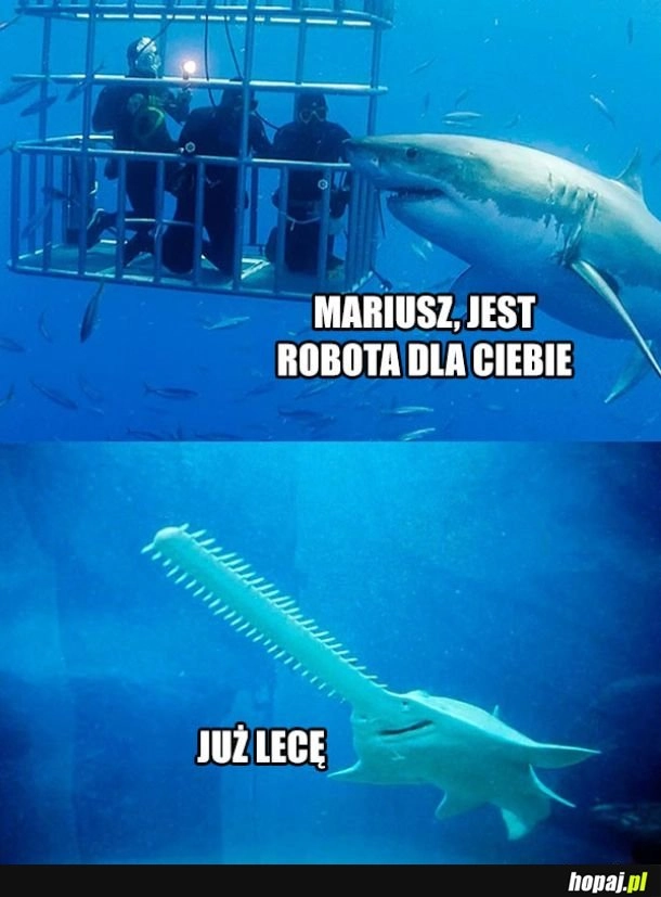 
    Robota dla Mariusza