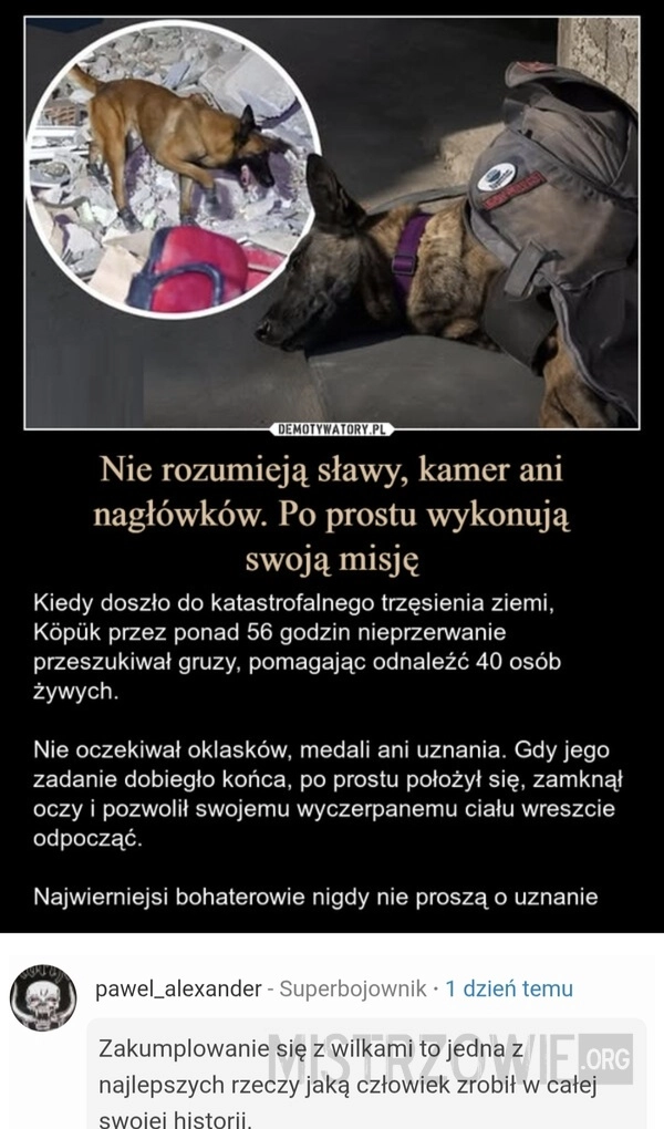 
    Psy są najlepsze