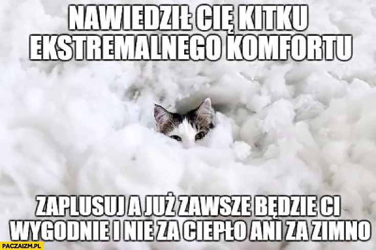 Nawiedził Cię kitku ekstremalnego komfortu zaplusuj a już zawsze będzie Ci wygodnie i nie za ciepło ani za zimno