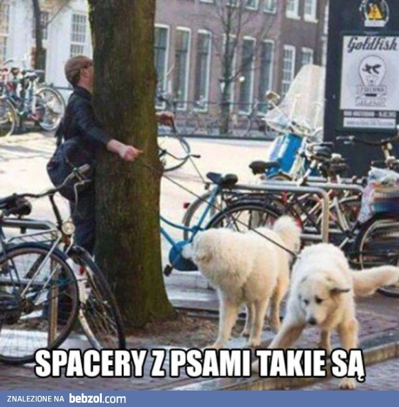 
    Spacer z psami