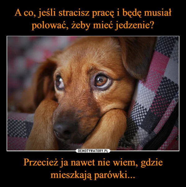 
    A co, jeśli stracisz pracę i będę musiał polować, żeby mieć jedzenie? Przecież ja nawet nie wiem, gdzie mieszkają parówki...