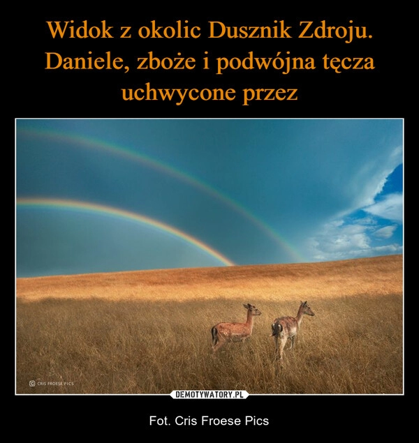 
    Widok z okolic Dusznik Zdroju. Daniele, zboże i podwójna tęcza uchwycone przez