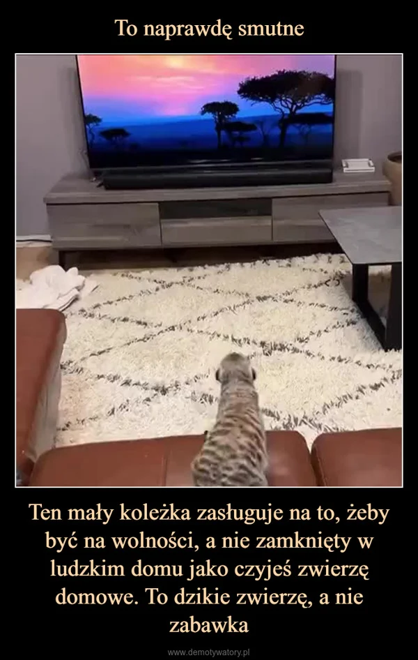 To naprawdę smutne Ten mały koleżka zasługuje na to, żeby być na wolności, a nie zamknięty w ludzkim domu jako czyjeś zwierzę domowe. To dzikie zwierzę, a nie zabawka