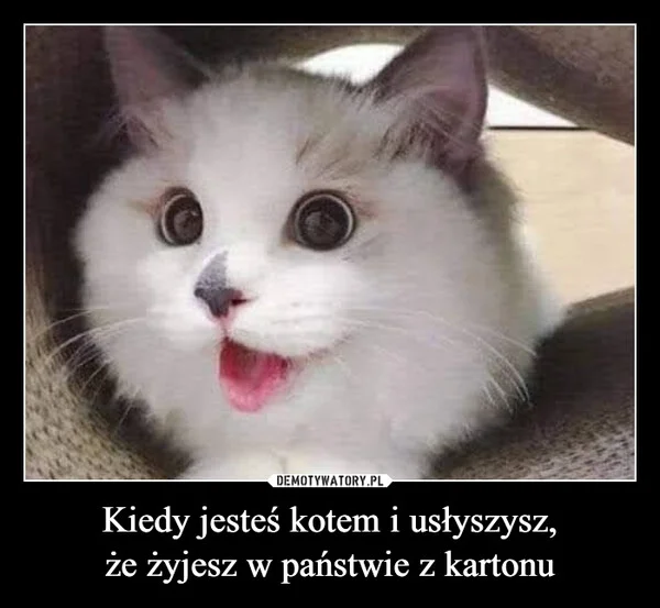 
    Kiedy jesteś kotem i usłyszysz, że żyjesz w państwie z kartonu