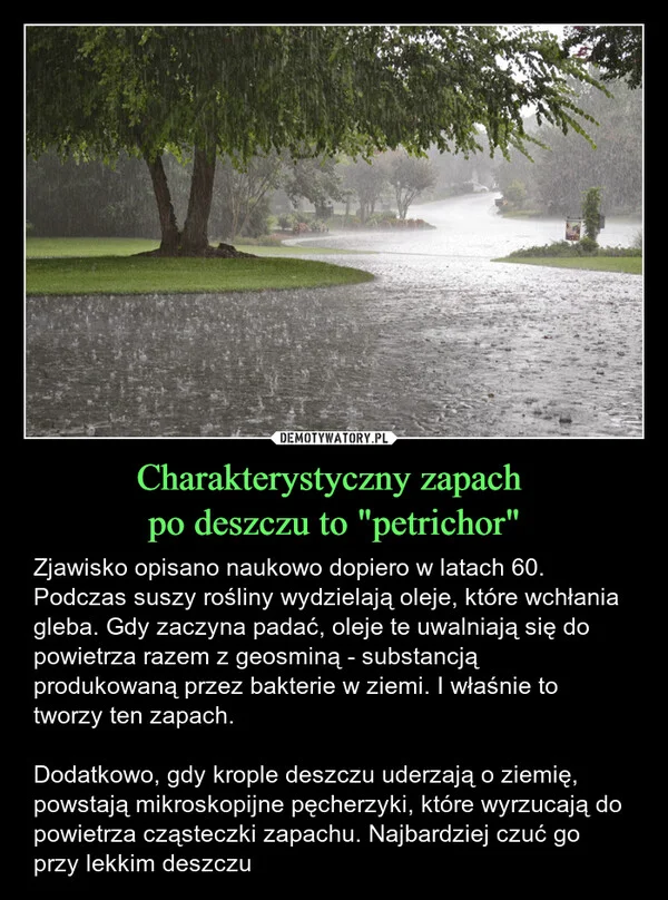 
    Charakterystyczny zapach po deszczu to 