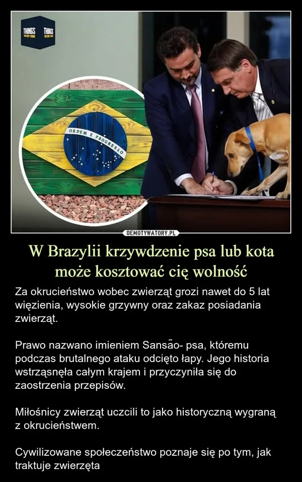
    W Brazylii krzywdzenie psa lub kota może kosztować cię wolność