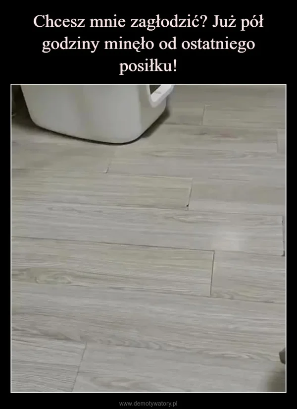 Chcesz mnie zagłodzić? Już pół godziny minęło od ostatniego posiłku!