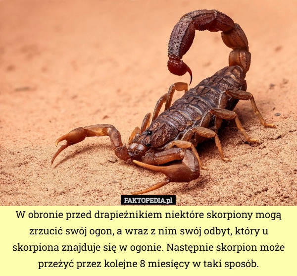 
    W obronie przed drapieżnikiem niektóre skorpiony mogą zrzucić swój ogon,