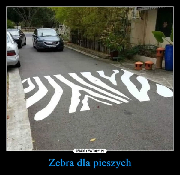 
    Zebra dla pieszych