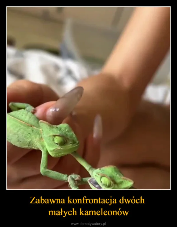 
    Zabawna konfrontacja dwóch małych kameleonów