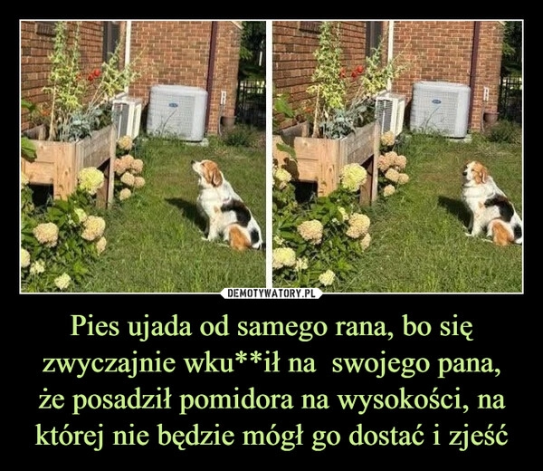 
    Pies ujada od samego rana, bo się zwyczajnie wku**ił na  swojego pana,
że posadził pomidora na wysokości, na której nie będzie mógł go dostać i zjeść
