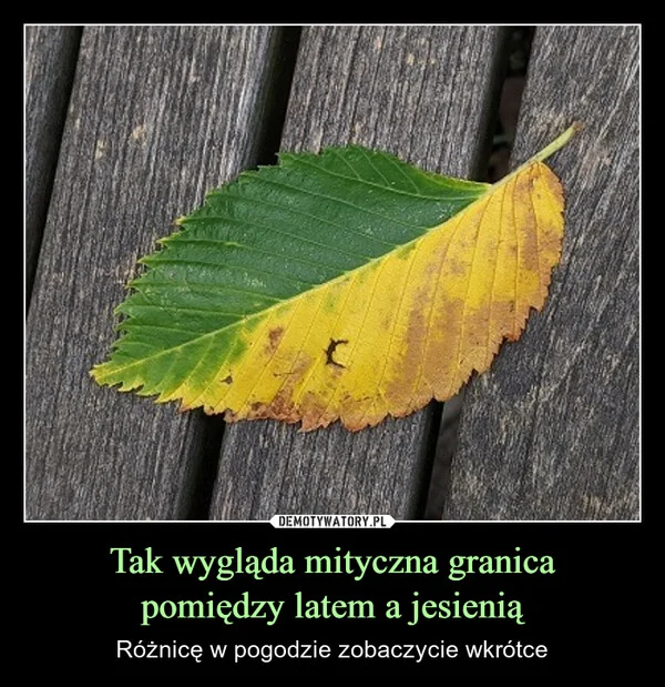 
    Tak wygląda mityczna granica pomiędzy latem a jesienią