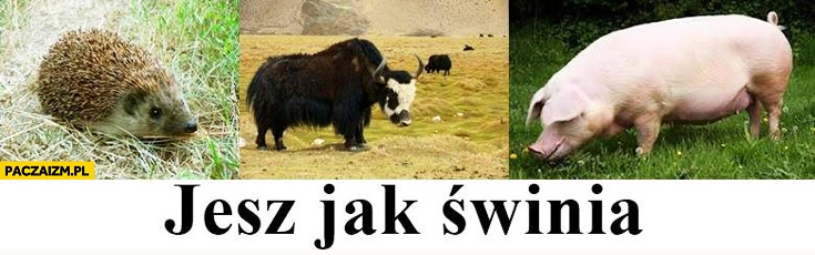 
    Jesz jak świnia jeż yak prosiak zwierzęta