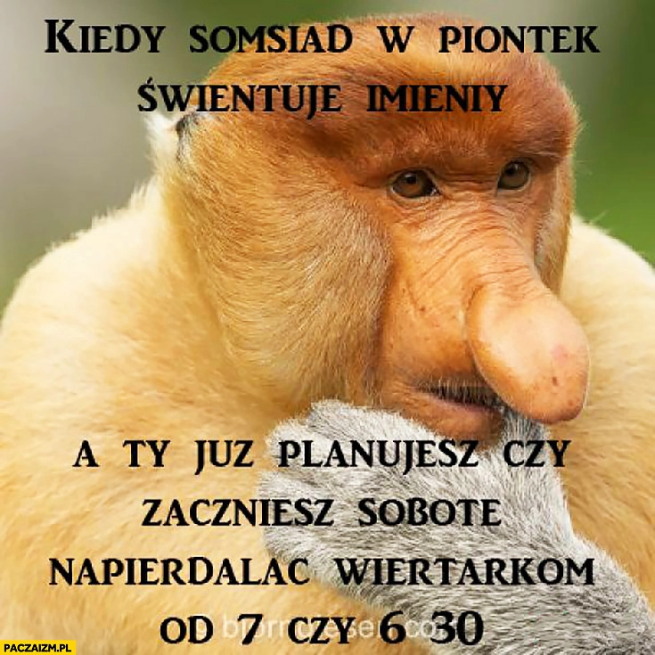 Kiedy sąsiad w piątek świętuje imieniny a Ty już planujesz czy zaczniesz w sobotę napierdzielać wiertarką od 7 czy od 6:30 typowy Polak nosacz małpa