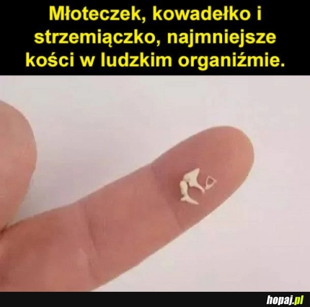 
    Najmniejsze kości