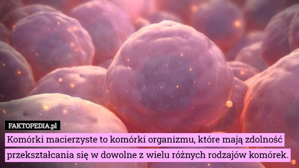 
    Komórki macierzyste to komórki organizmu, które mają zdolność przekształcania