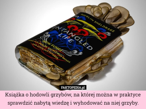 
    Książka o hodowli grzybów, na której można w praktyce sprawdzić nabytą wiedzę