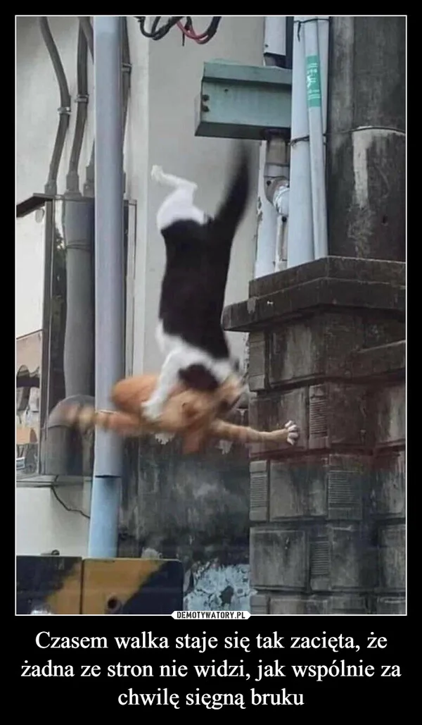 
    Czasem walka staje się tak zacięta, że żadna ze stron nie widzi, jak wspólnie za chwilę sięgną bruku