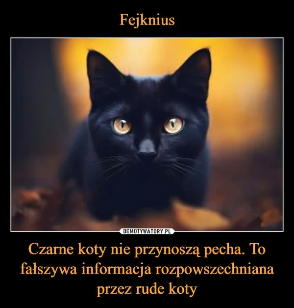 
    Fejknius Czarne koty nie przynoszą pecha. To fałszywa informacja rozpowszechniana przez rude koty