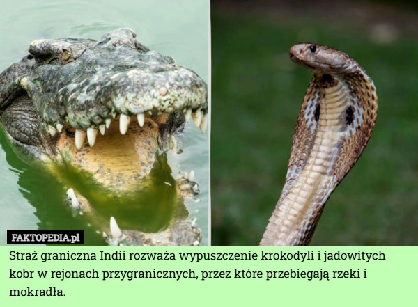 
    Straż graniczna Indii rozważa wypuszczenie krokodyli i jadowitych kobr w
