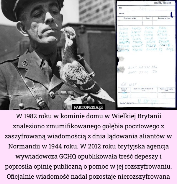 
    W 1982 roku w kominie domu w Wielkiej Brytanii znaleziono zmumifikowanego...