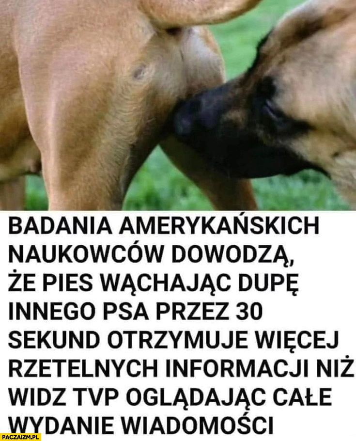 
    Badania naukowców dowodzą, że pies wąchając dupę innego psa przez 30 sekund otrzymuje więcej rzetelnych informacji niż widz TVP oglądając cale wydanie wiadomości