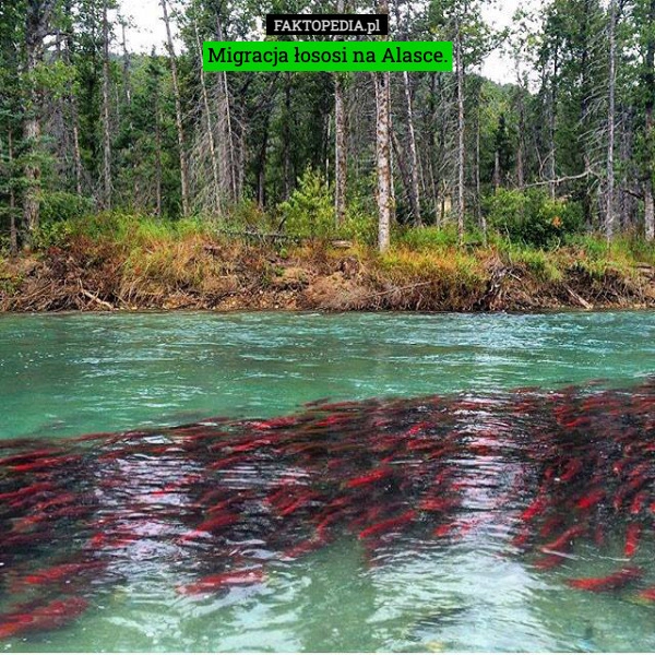 
    Migracja łososi na Alasce.