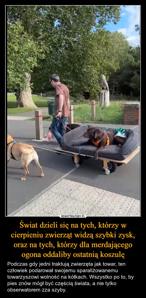 
    Świat dzieli się na tych, którzy w cierpieniu zwierząt widzą szybki zysk, oraz na tych, którzy dla merdającego ogona oddaliby ostatnią koszulę