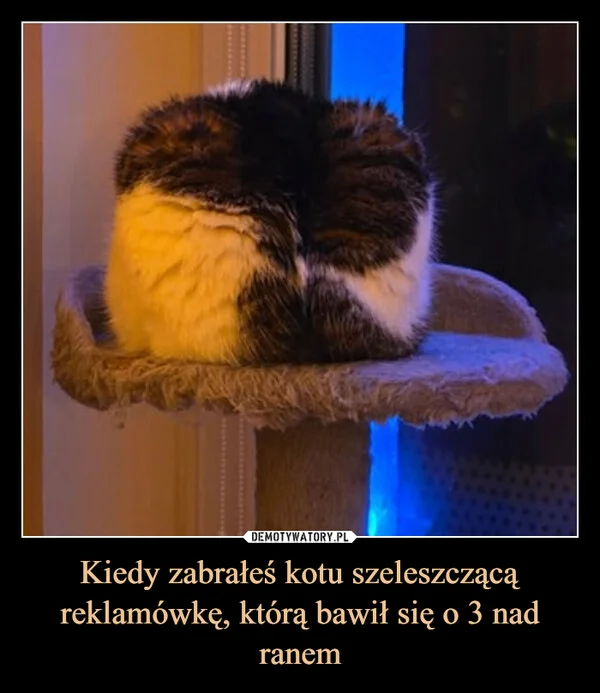 
    Kiedy zabrałeś kotu szeleszczącą reklamówkę, którą bawił się o 3 nad ranem