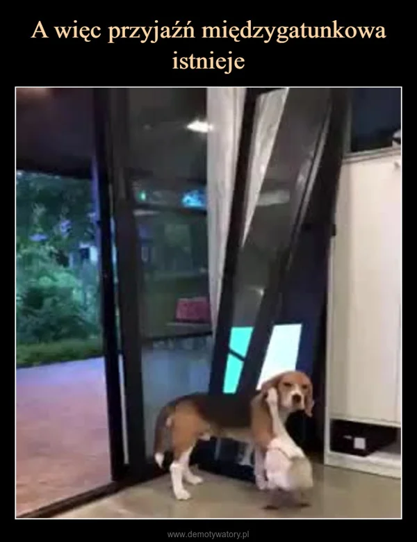 
    A więc przyjaźń międzygatunkowa istnieje