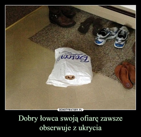 
    Dobry łowca swoją ofiarę zawsze obserwuje z ukrycia