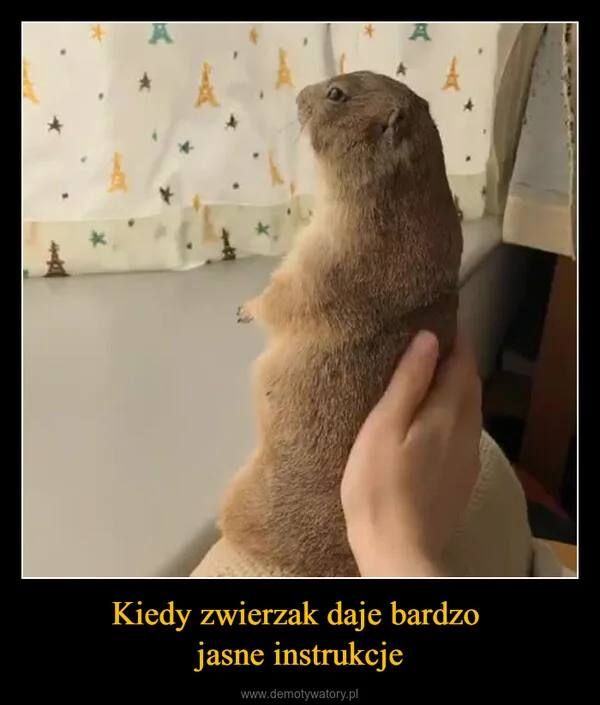 
    Kiedy zwierzak daje bardzo jasne instrukcje