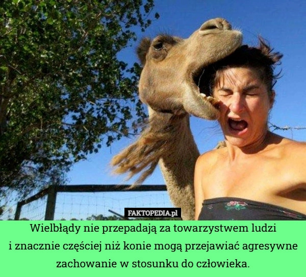 
    Wielbłądy nie przepadają za towarzystwem ludzi
i znacznie częściej niż konie