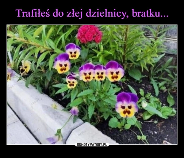 
    Trafiłeś do złej dzielnicy, bratku...