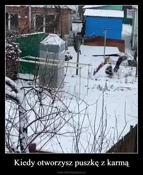 
    Kiedy otworzysz puszkę z karmą